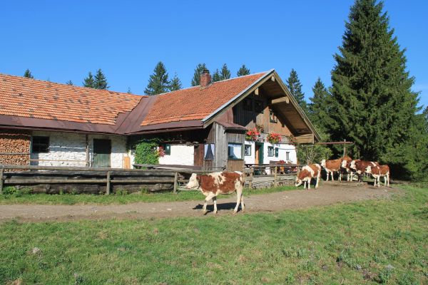 Hillstoaner Alm